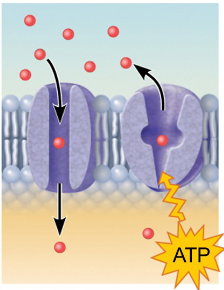 <p>Proteins provide channels or carriers that move substances across the membrane.</p>