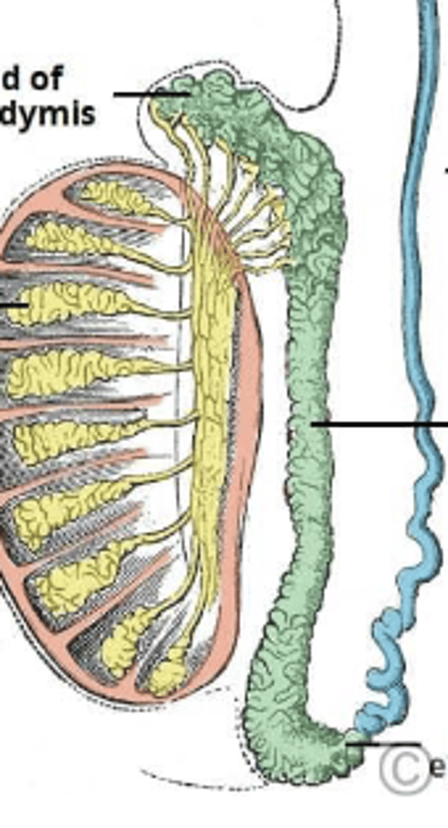 <p>outside tubules; produce testosterone</p>