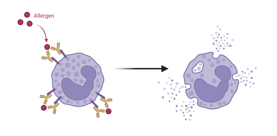 <p>Like mast cells, basophils also <u>bind IgE and degranulate in response to allergens.</u></p>