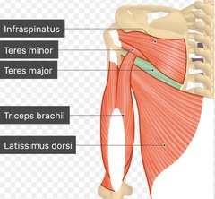 <p>extension of the arm, ADduction, medial rotation and extension </p><p>teres major as well</p>