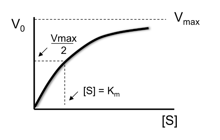 <ul><li><p>a dissociation constant for a given enzyme </p></li><li><p>the concentration of substrate which allows the catalytic reaction to proceed at 0.5 V<sub>max</sub></p></li><li><p>1/K<sub>m</sub> is a measure of the affinity between enzyme and substrate </p></li></ul><p></p>