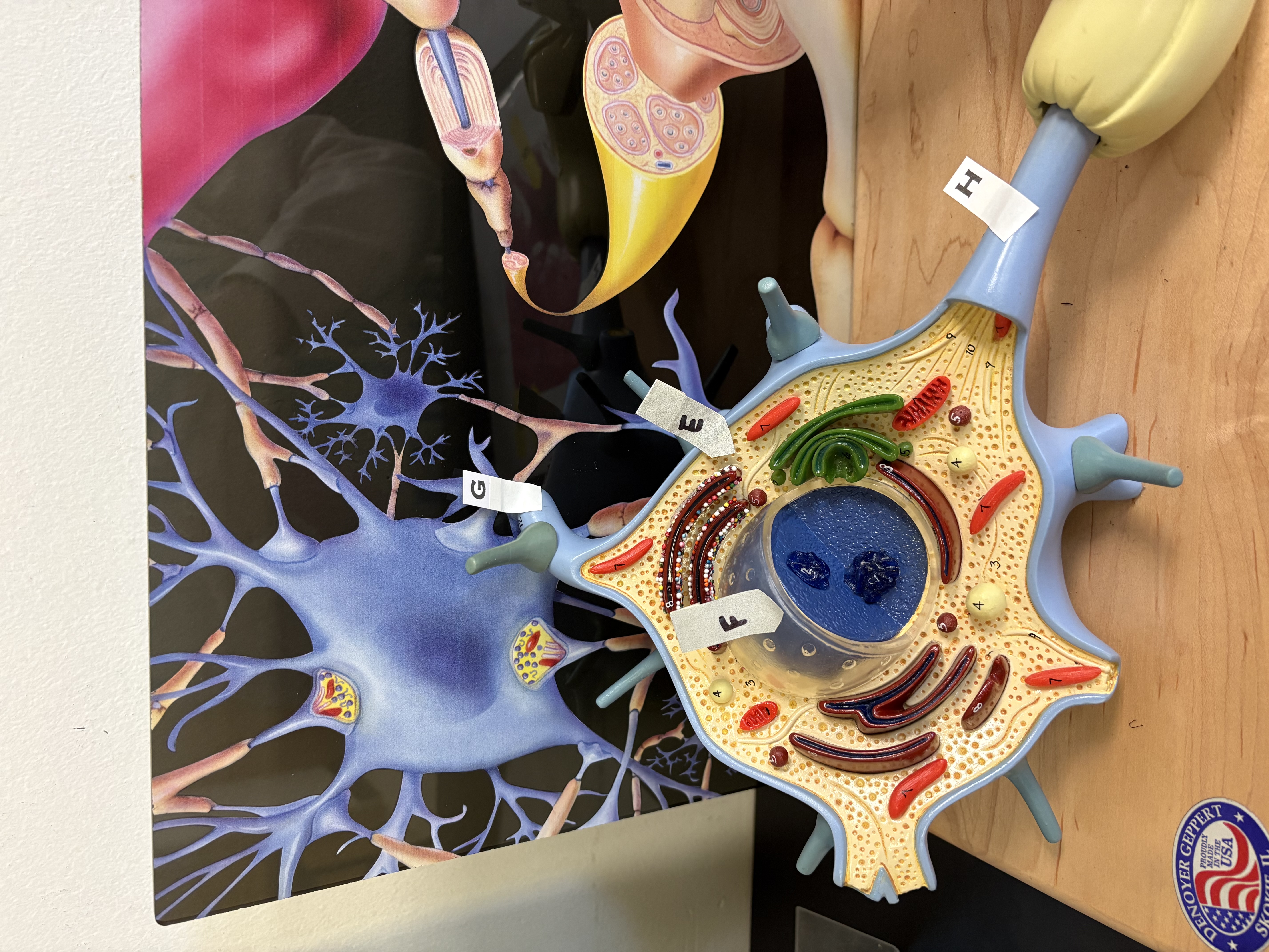 <p>E. identify this part of the cell</p>