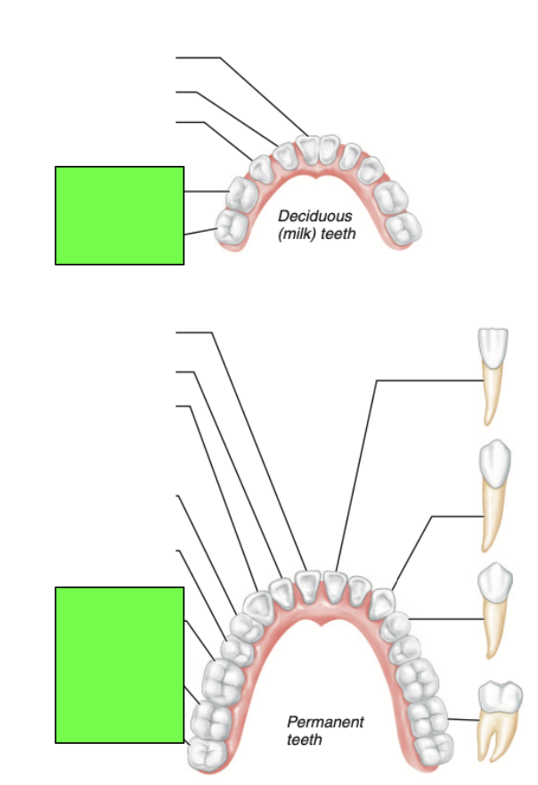 knowt flashcard image