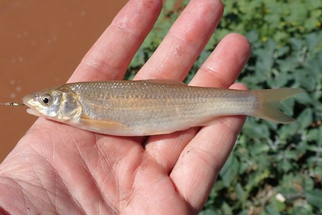 <p>Plain. Flattened head, long snout. Underslung mouth with tiny barbels. </p>