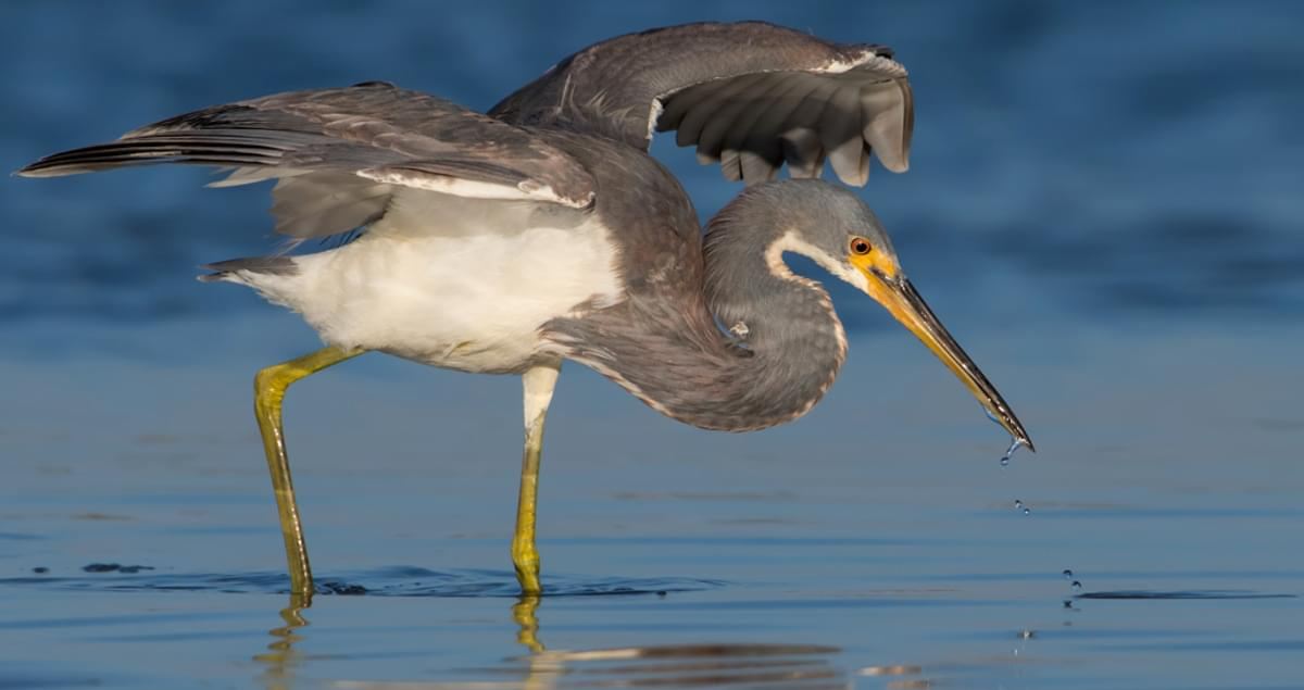 <p>Common:</p><p>Order:</p><p>Family:</p>