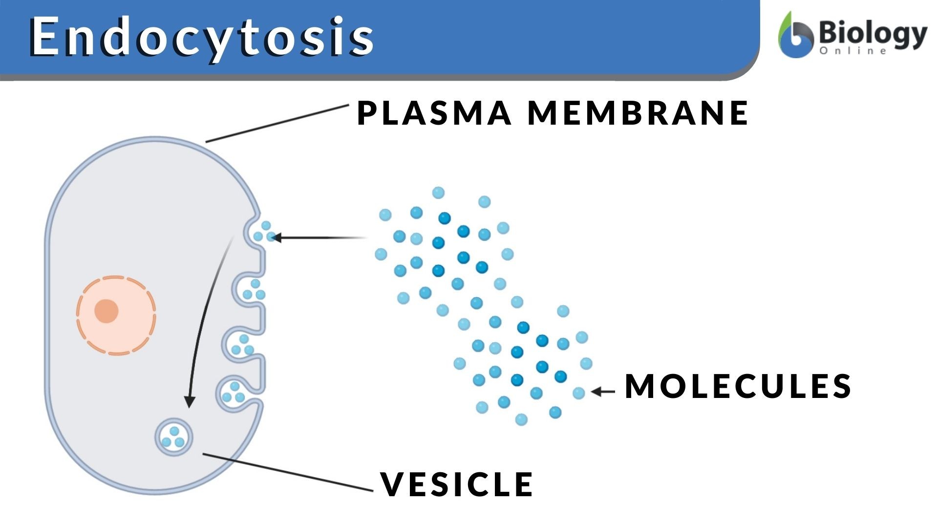 <p>Endocytosis</p>
