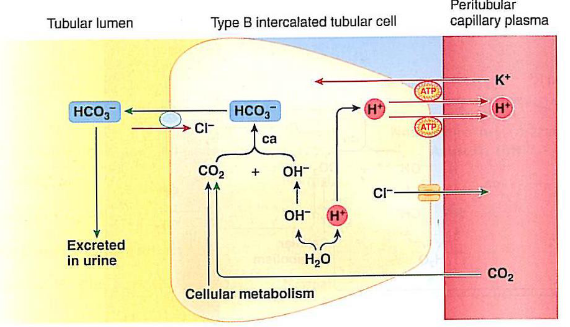 <p>excretion of bicarbonate</p>