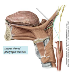 <p>Identify + describe the nerve </p>