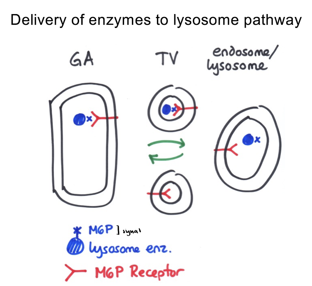 <p><strong>via: M6P signal </strong></p><ul><li><p>ONE-way movement (Golgi→ lysosome)</p></li><li><p>M6P receptor = high affinity for cargo in Golgi (high pH), low in lysosome</p><img src="https://assets.knowt.com/user-attachments/c1a3c0d8-2d22-40df-97a8-30edcdc693a9.png" data-width="100%" data-align="center"></li></ul><img src="https://assets.knowt.com/user-attachments/45595504-1232-4d93-b890-cbea9ca87a51.png" data-width="100%" data-align="center"><p><u>Mechanism:</u></p><ul><li><p>enzymes going to lysosome are given M6P signal in Golgi </p></li></ul><p>2 steps:</p><p>→ allowed by diff. levels of the golgi</p><ol><li><p>cis cisterna : UDP → UMP</p></li><li><p>medial cisterna : M6P attached </p></li></ol><img src="https://assets.knowt.com/user-attachments/934579d0-3868-4bc8-81a4-905014bac6e2.png" data-width="100%" data-align="center"><p></p><p></p>