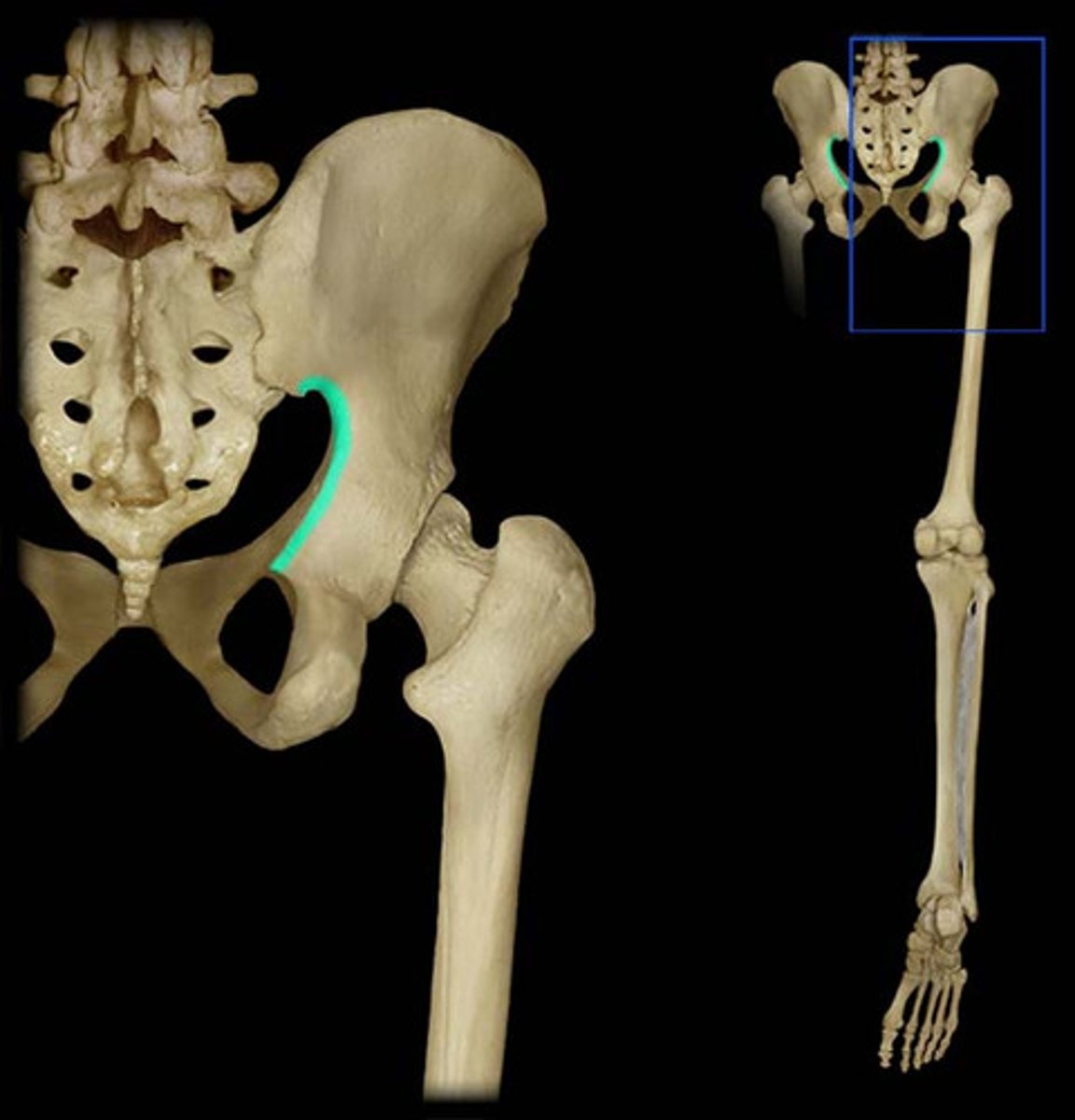 <p>allows blood vessels and the large sciatic nerve to pass from the pelvis posteriorly into the thigh</p>