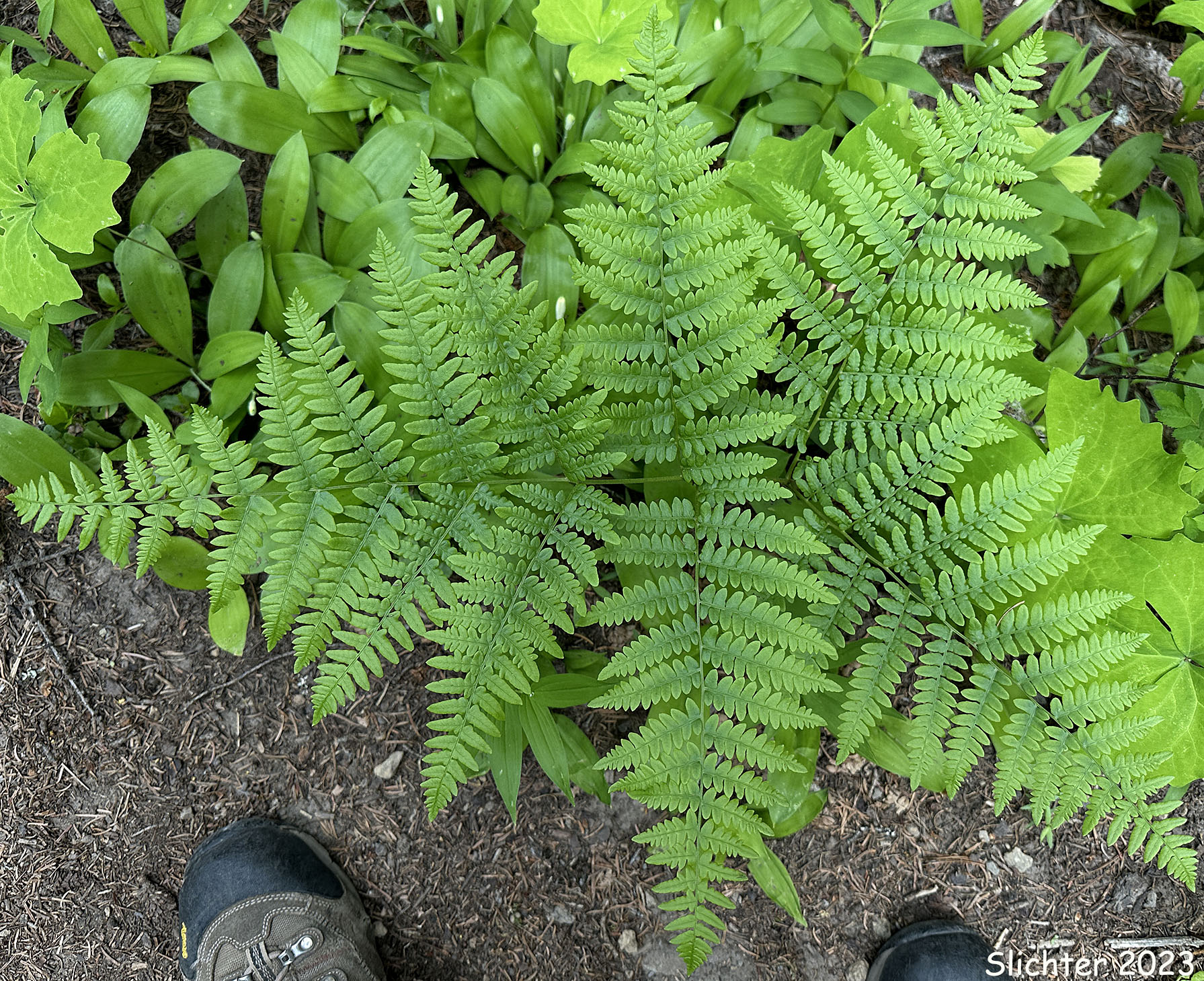 <p>bracken fern </p>