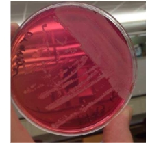 <p>What is this </p>