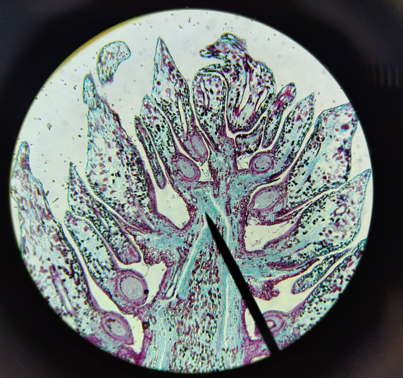 <ol><li><p>What is the phylum (naked seed)</p></li><li><p>Name specific</p></li></ol><p></p>