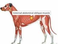 <ul><li><p><strong>compress </strong>abdominal cavity</p></li><li><p><strong>rotation </strong>of trunk</p></li><li><p>most <strong>superficia</strong>l muscle. <strong>wide aperneurosis forms inguinal ligament</strong></p></li></ul><p></p>