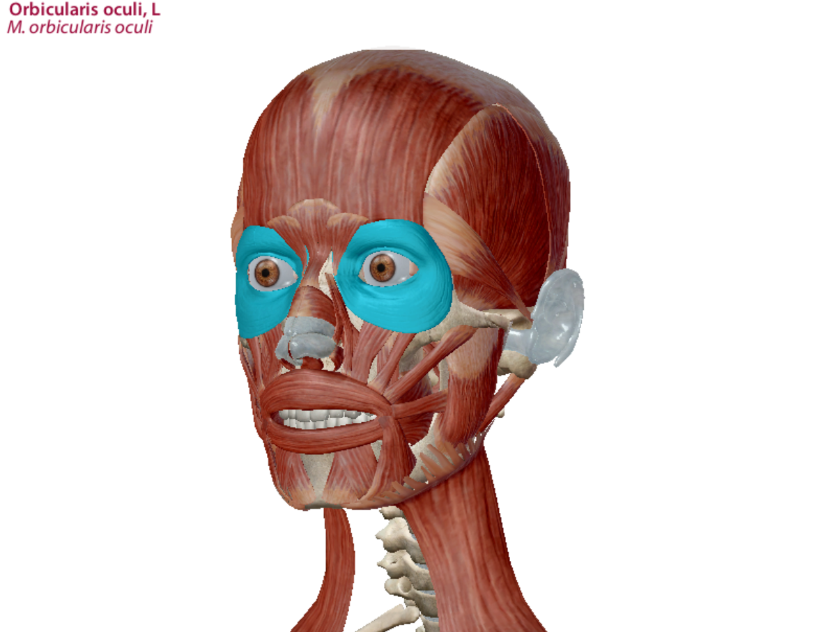 <p>Orbicularis Oculi Origin</p>