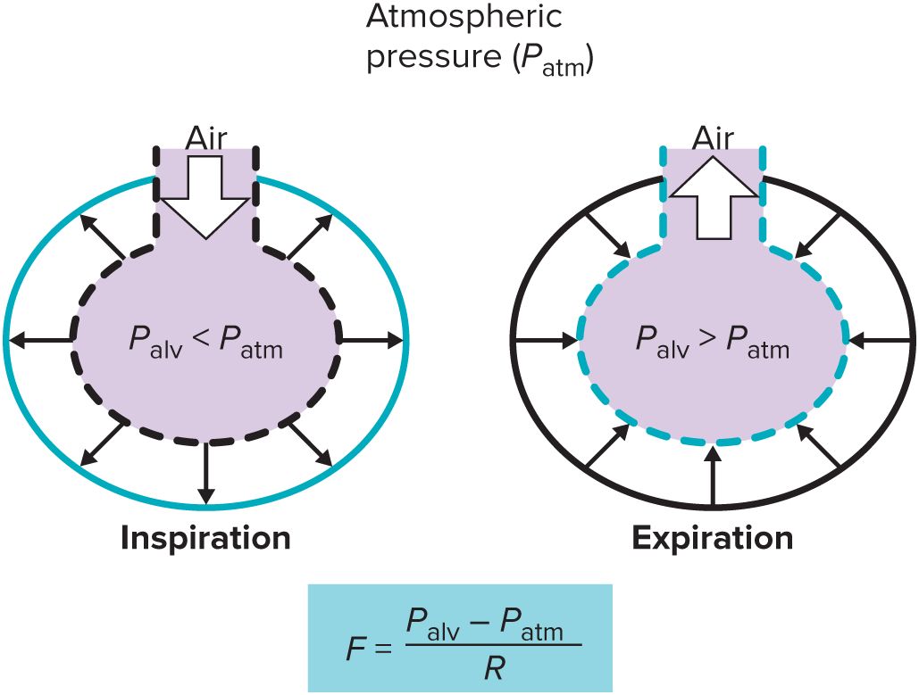 <p>__ is directly proportional to pressure difference and inversely proportional to airway resistance</p><p></p><p><mark data-color="yellow" style="background-color: yellow; color: inherit;">F = ( P<sub>alv</sub> - P<sub> atm</sub>) / R</mark></p><p><span style="color: rgb(145, 143, 143);">A/N: equations comparing pressures follow pattern of P<sub>inner</sub>- P<sub>outer</sub></span></p><ul><li><p>negative value (P<sub>alv</sub>< P<sub>atm</sub>)<sub> </sub>→ <em>inward</em> flow (into) → <strong>inspiration</strong></p></li></ul><p><span style="color: rgb(145, 143, 143);">for transmural: inward pressure direction <em><u>across </u></em>lung/thorax (<u>not </u><em><u>into</u></em>) = <strong>depression</strong></span></p><ul><li><p>positive value (P<sub>alv</sub> > P<sub>atm</sub>) → <em>outward</em> flow (out of) → <strong><u>ex</u>piration</strong></p></li></ul><p><span style="color: rgb(145, 143, 143);">for transmural: outward pressure direction <em>across</em> lung/thorax = <strong><u>ex</u>pansion</strong></span></p>