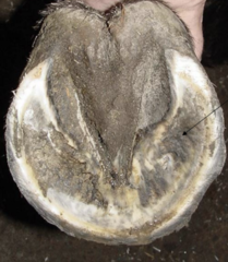 <p>What is this part of the equine hoof?</p>