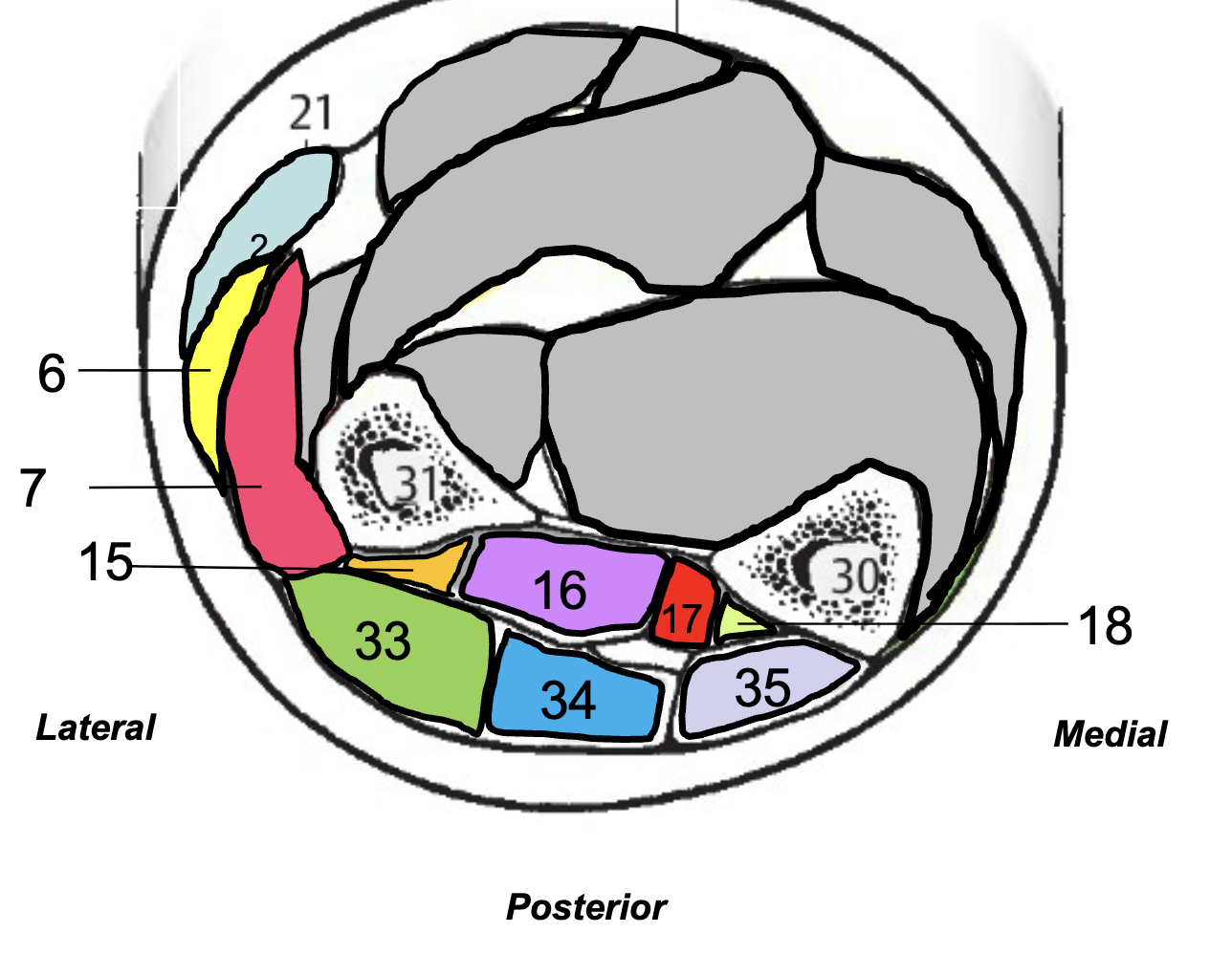 <p>Cross Section of middle forearm including posterior side of superficial muscles</p>