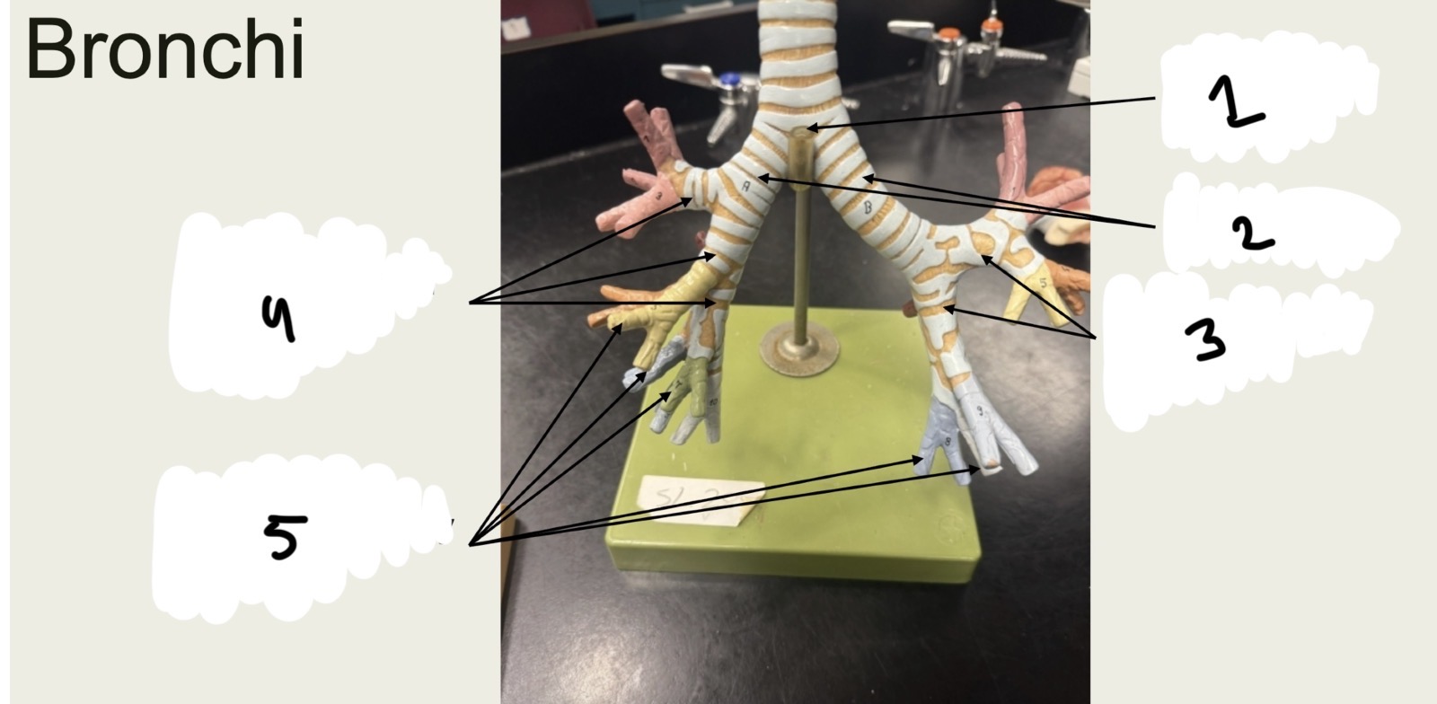 <p>1.XX</p><p>2.XX</p><p>3.XX</p><p>4.XX</p><p>5.XX</p>