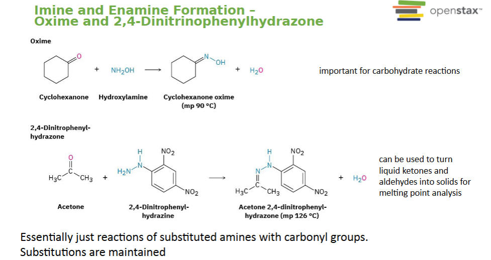 <p>Carbonyl + Substituted amine forms derivatives</p><p>Used for identifying aldehydes/ketones and melting point analysis</p>