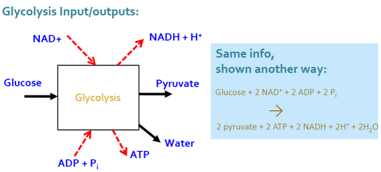 <p>6 carbon sugar → 2 pyruvates</p><p>ADP+P → ATP</p><p>NAD+ → NADH</p><p>occurs in cytosol for both Eukaryotes and Prokaryotes</p>