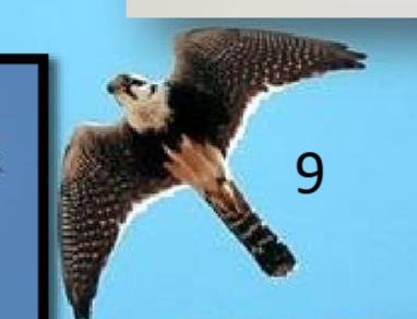 <p>malar mark (like all Falco) Black ‘cummerbund’; rufous belly, long banded tail</p>
