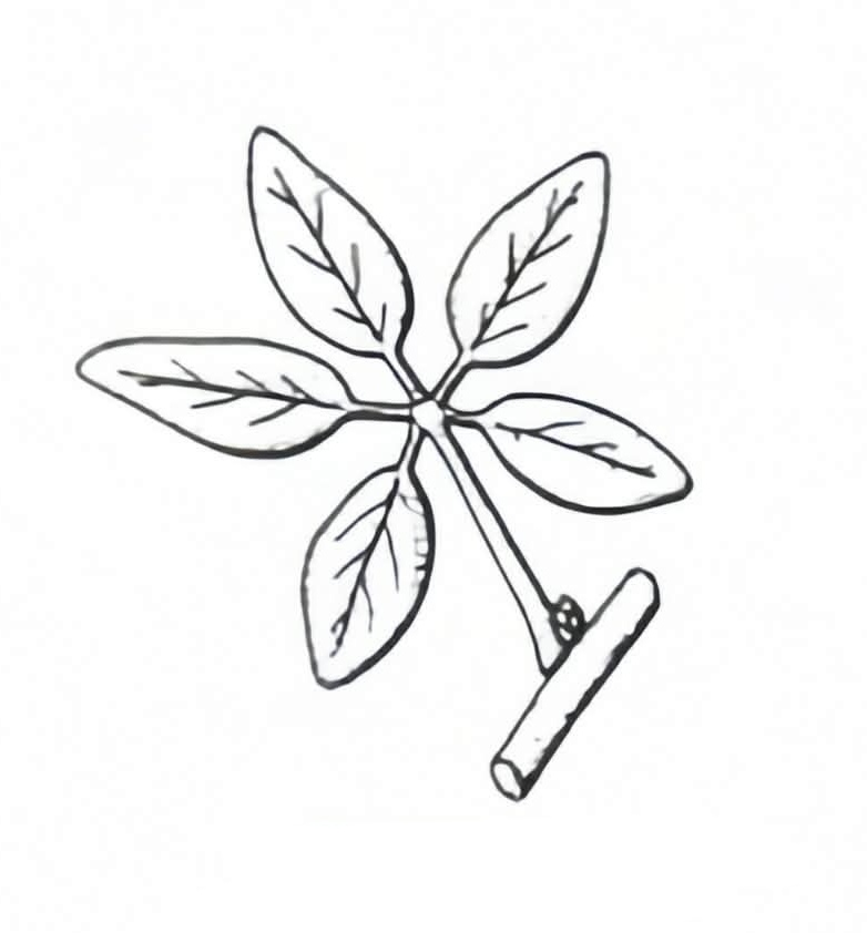 <p>Palmately/ Digitately Compound</p>