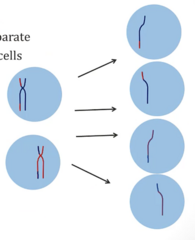 <p>1. Starts with cells that just divided in Meiosis I, current ploidy is (1N, 2C)</p><p>2. Sister chromatids separate, cells divide → generates 4 haploid daughter cells (1N, 1C)</p>