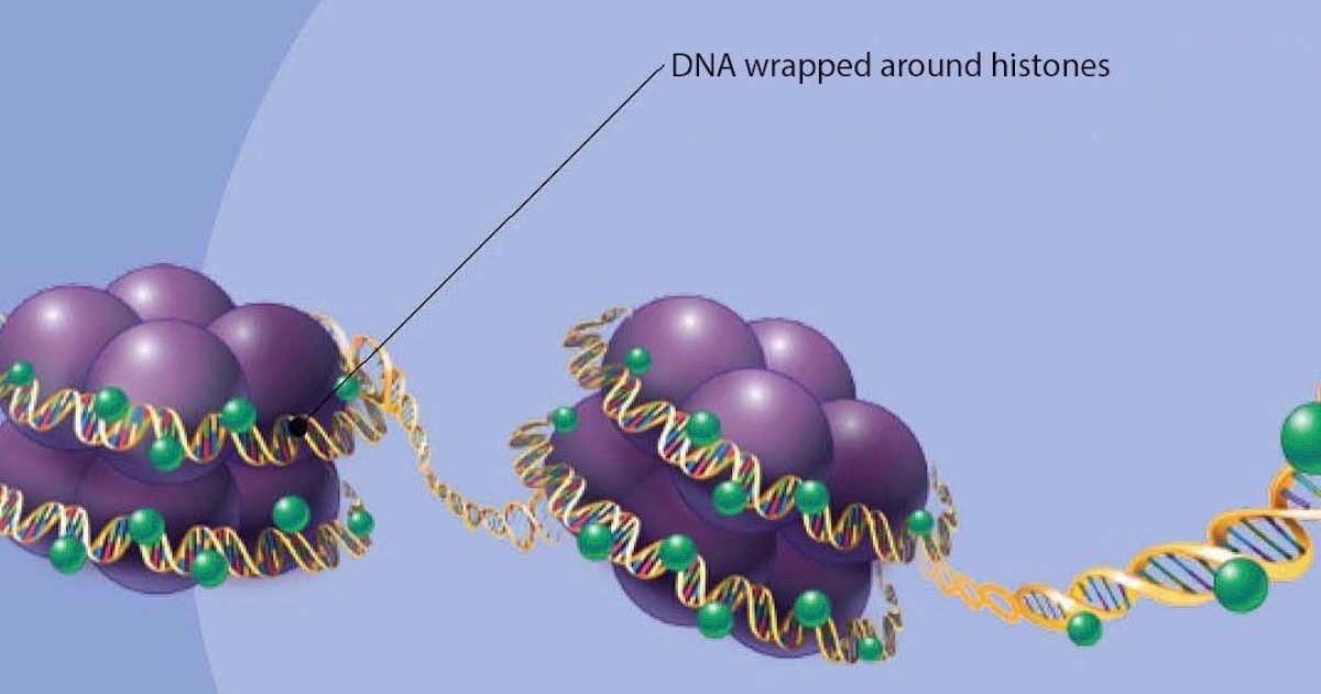 <p>proteins — histones</p>