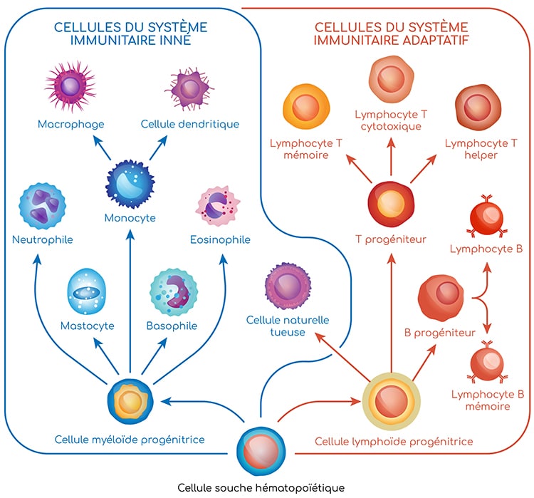 <p><span><strong><span>Antibody-Dependent Cellular Cytotoxicity</span></strong><span>. cela passe par :</span></span></p><ul><li><p><span><strong><span>CD16</span></strong><span> = récepteur Fcγ</span></span></p></li><li><p><span><span>des </span><strong><span>IgG</span></strong><span> fixées sur la cellule cible.</span></span></p></li></ul><p><span><strong><span>Mécanisme simple</span></strong></span></p><ol><li><p><span><span>des anticorps IgG se fixent sur une cellule cible</span></span></p></li><li><p><span><span>la NK reconnaît ces anticorps via </span><strong><span>CD16</span></strong></span></p></li><li><p><span><span>cela active la NK</span></span></p></li><li><p><span><span>la NK dégranule</span></span></p></li><li><p><span><span>la cellule cible meurt.</span></span></p></li></ol><p></p>