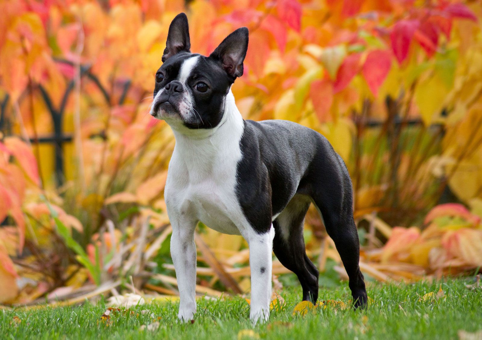 <p>What dog breed is this and what group are they in? HINT: Eye disease</p>