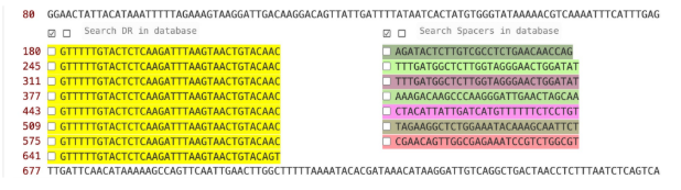 <p><span style="background-color: transparent;"><strong>Poll 1: How many spacers are there? (photo above)</strong></span></p><p><span style="background-color: transparent;">A) Eight</span></p><p><span style="background-color: transparent;">B) Seven</span></p><p><span style="background-color: transparent;">C) Six</span></p><p><span style="background-color: transparent;">D) Fifteen</span></p><p><span style="background-color: transparent;"><strong>Poll 2: How many phage is this strain immune to? (same photo above)</strong></span></p><p><span style="background-color: transparent;">A) Eight</span></p><p><span style="background-color: transparent;">B) Seven</span></p><p><span style="background-color: transparent;">C) Six</span></p><p><span style="background-color: transparent;">D) You can’t tell based on this alone</span></p><p><span style="background-color: transparent;"><strong>Poll 3: Why does this spacer match so many different viruses?&nbsp;</strong></span></p><p><span style="background-color: transparent;">A. this bacteria has been exposed to all of the viruses in the BLAST results&nbsp;</span></p><p><span style="background-color: transparent;">B. the viruses in the BLAST results are related to one another&nbsp;</span></p><p><span style="background-color: transparent;">C. the viruses in the BLAST result share a particular gene or genomic region&nbsp;</span></p><p><span style="background-color: transparent;">D. B or C are both good explanations&nbsp;</span></p><p><span style="background-color: transparent;">(Lecture #9-10 Questions)</span></p>