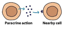 <p>the hormone acts locally by diffusing from its source to target cells in the neighborhood</p>