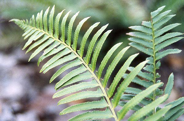 <p>evergreen, erect leaves forming a crown, dark green</p>