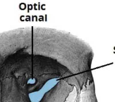 <p>a narrow, triangular cleft in the skull that connects the eye socket to the middle cranial fossa of the brain</p>