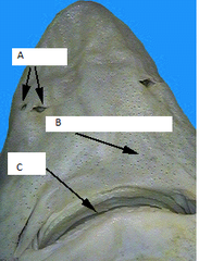<p>Part Labeled B</p>