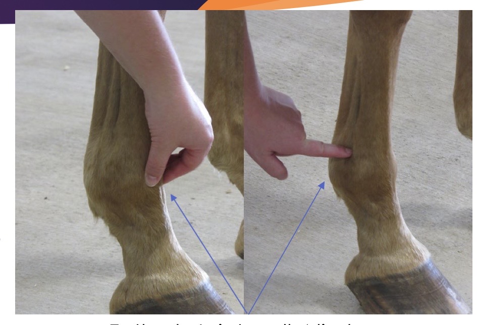 <p>what joint is being palpated?</p>