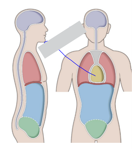 <p>Pericardial [In ______] Cavity</p>