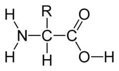 <p>Amino acids are formed of a(n) _____ group with a(n) ________ group and a(n) _ group side chain.</p>