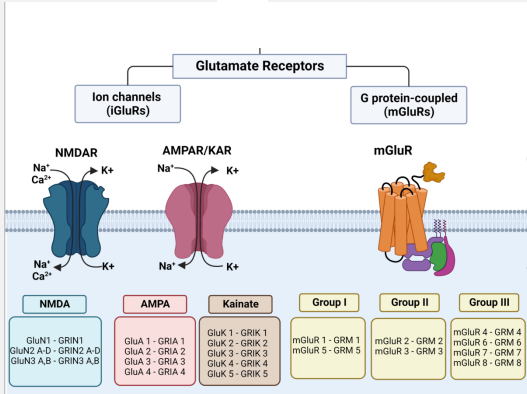 <ul><li><p>Glutamate=Most abundant excitatory neurotransmitter in the brain</p></li><li><p>Can activate ionotropic and metabotropic receptors </p></li></ul><p></p>