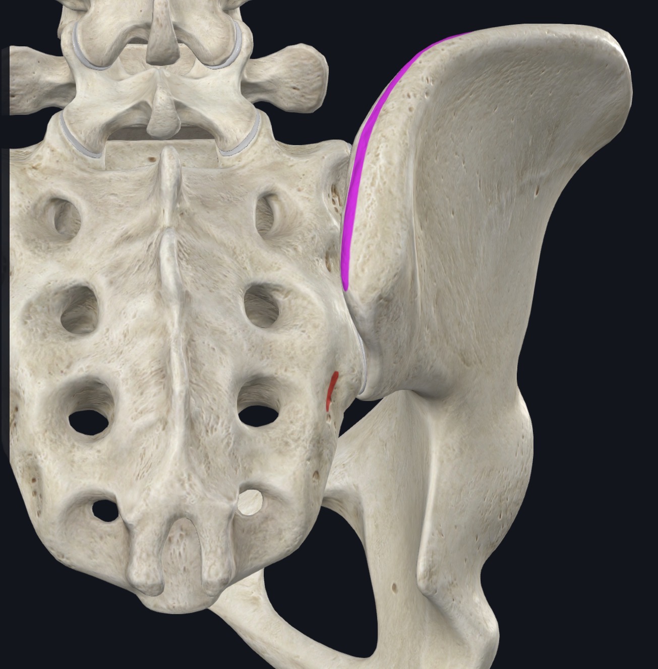 <p>Middle crest sacrum iliac crests, SPs T11-L5 supraspinous ligaments</p>
