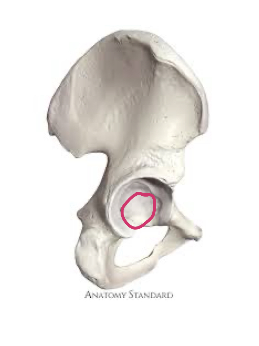 <p>Socket of hip bone </p>