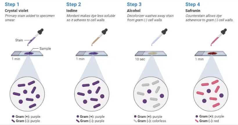<ol><li><p><strong>Crystal violet</strong> (purple dye) — all cells start off purple/violet</p></li><li><p><strong>Iodine</strong> (mordant) — rinse with H₂O</p></li><li><p><strong>Alcohol wash</strong> (decolorization) — rinse; Gram-positive cell walls keep the purple dye, Gram-negative do not</p></li><li><p><strong>Safranin</strong> (counterstain) — rinse; Gram-positive appears purple/violet, Gram-negative appears red/pink</p></li></ol><p></p>