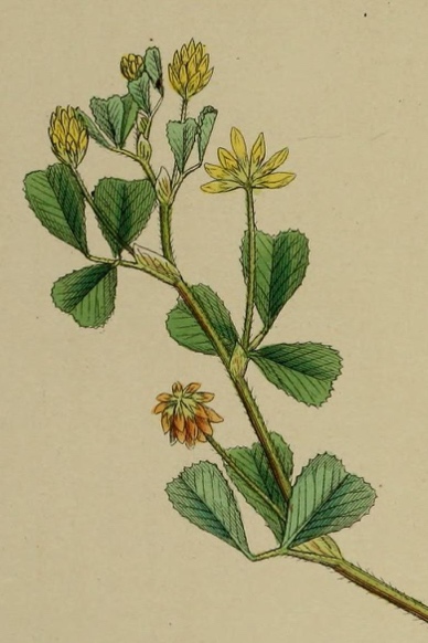 <p>Mala detelja-Trifolium dubium</p>