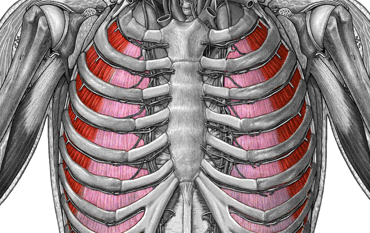 <p>What muscle is this?</p>