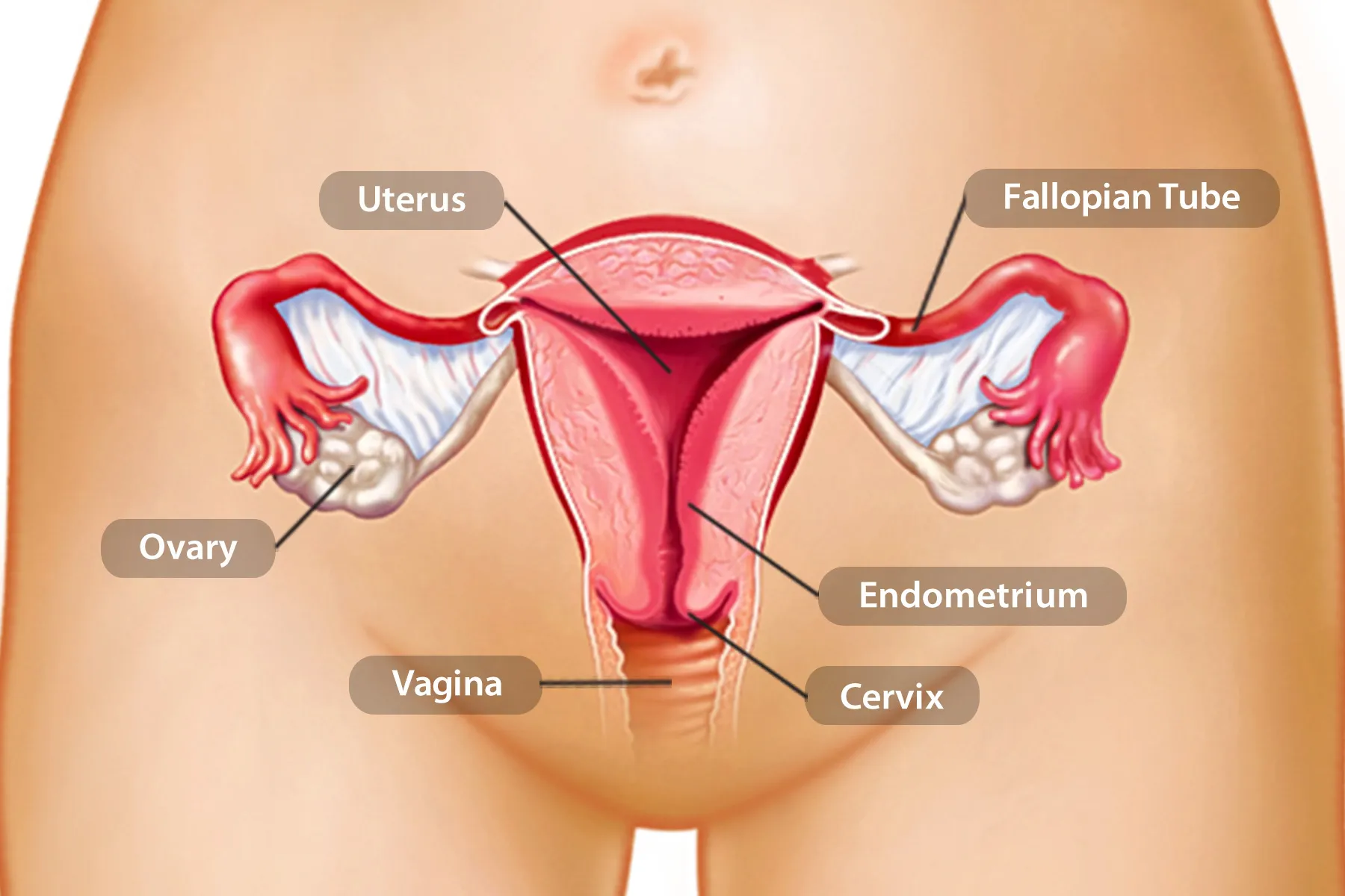 <p>endometrium</p>