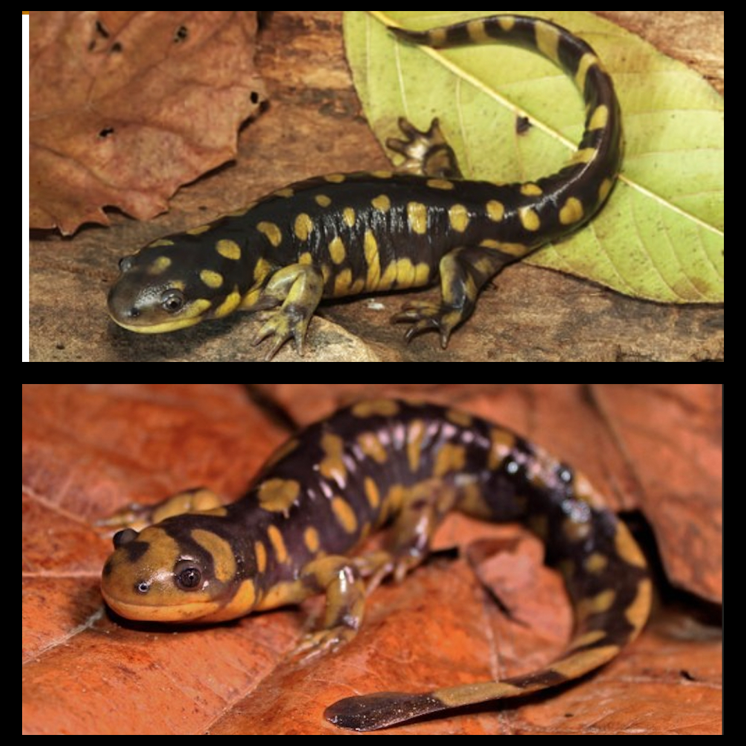 <p>Tiger Salamander </p>