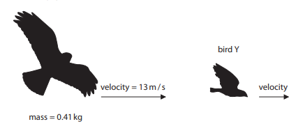 <p>The momentum of bird Y just before it is caught is 0.15kgm/s. Calculate the total momentum of the birds just before bird X catches bird Y. (1)</p>
