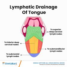<p><span><span>Anterior: Submental/submandibular nodes, then to deep nodes (unilateral)</span><span><br></span><span>Posterior: Directly to deep nodes (bilateral)</span></span></p>