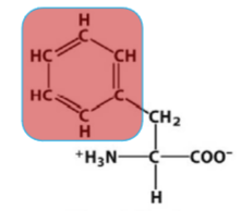 <p>essential; non-polar; VERY hydrophobic amino acid; an aromatic phenyl ring</p><p></p><p>F</p>